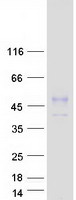 TNFRSF4 / CD134 / OX40 Protein - Purified recombinant protein TNFRSF4 was analyzed by SDS-PAGE gel and Coomassie Blue Staining