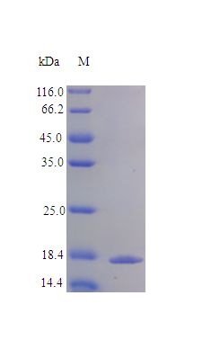 TNFRSF9 / 4-1BB / CD137 Protein