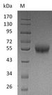TNFRSF9 / 4-1BB / CD137 Protein - (Tris-Glycine gel) Discontinuous SDS-PAGE (reduced) with 5% enrichment gel and 15% separation gel.