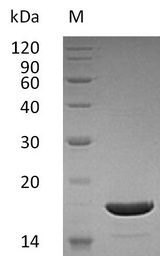 TNFSF10 / TRAIL Protein - (Tris-Glycine gel) Discontinuous SDS-PAGE (reduced) with 5% enrichment gel and 15% separation gel.