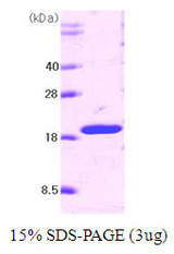 TNFSF10 / TRAIL Protein