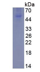 TNFSF11 / RANKL / TRANCE Protein - Eukaryotic Osteoprotegerin By SDS-PAGE