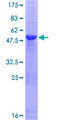 TNFSF11 / RANKL / TRANCE Protein - 12.5% SDS-PAGE of human TNFSF11 stained with Coomassie Blue