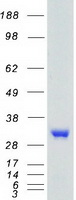 TNFSF11 / RANKL / TRANCE Protein - Purified recombinant protein TNFSF11 was analyzed by SDS-PAGE gel and Coomassie Blue Staining