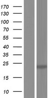 TNFSF12 / TWEAK Protein - Western validation with an anti-DDK antibody * L: Control HEK293 lysate R: Over-expression lysate