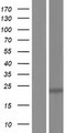 TNFSF12 / TWEAK Protein - Western validation with an anti-DDK antibody * L: Control HEK293 lysate R: Over-expression lysate