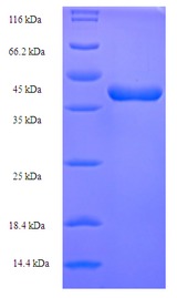 TNFSF12 / TWEAK Protein