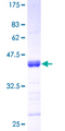 TNFSF13 / APRIL Protein - 12.5% SDS-PAGE of human TNFSF13 stained with Coomassie Blue