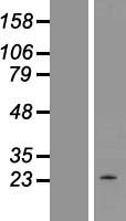 TNFSF14 / LIGHT Protein - Western validation with an anti-DDK antibody * L: Control HEK293 lysate R: Over-expression lysate