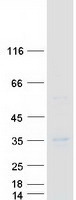 TNFSF14 / LIGHT Protein - Purified recombinant protein TNFSF14 was analyzed by SDS-PAGE gel and Coomassie Blue Staining