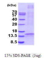 TNFSF18 / GITRL Protein
