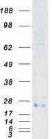 TNFSF18 / GITRL Protein - Purified recombinant protein TNFSF18 was analyzed by SDS-PAGE gel and Coomassie Blue Staining