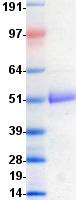 TNFSF4 / OX40L / CD252 Protein
