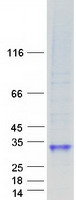 TNFSF4 / OX40L / CD252 Protein - Purified recombinant protein TNFSF4 was analyzed by SDS-PAGE gel and Coomassie Blue Staining