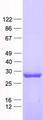 TNFSF5IP1 / CLAST3 Protein