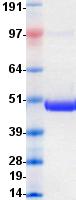 TNFSF9 / CD137L Protein