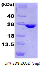 TNFSF9 / CD137L Protein