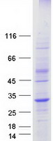 TNFSF9 / CD137L Protein - Purified recombinant protein TNFSF9 was analyzed by SDS-PAGE gel and Coomassie Blue Staining