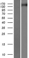TNIK Protein - Western validation with an anti-DDK antibody * L: Control HEK293 lysate R: Over-expression lysate