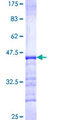 TNIP1 Protein - 12.5% SDS-PAGE Stained with Coomassie Blue.