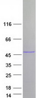 TNIP3 Protein - Purified recombinant protein TNIP3 was analyzed by SDS-PAGE gel and Coomassie Blue Staining