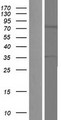 TNK1 Protein - Western validation with an anti-DDK antibody * L: Control HEK293 lysate R: Over-expression lysate