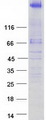 TNKS1BP1 / TAB182 Protein - Purified recombinant protein TNKS1BP1 was analyzed by SDS-PAGE gel and Coomassie Blue Staining
