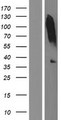 TNMD / Tenomodulin Protein - Western validation with an anti-DDK antibody * L: Control HEK293 lysate R: Over-expression lysate
