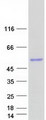 TNMD / Tenomodulin Protein - Purified recombinant protein TNMD was analyzed by SDS-PAGE gel and Coomassie Blue Staining