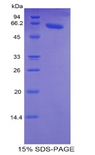 TNNC2 Protein - Recombinant Troponin C Type 2, Fast By SDS-PAGE