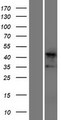 TNNT2 / CTNT Protein - Western validation with an anti-DDK antibody * L: Control HEK293 lysate R: Over-expression lysate