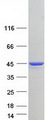 TNNT2 / CTNT Protein - Purified recombinant protein TNNT2 was analyzed by SDS-PAGE gel and Coomassie Blue Staining