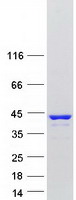 TNNT2 / CTNT Protein - Purified recombinant protein TNNT2 was analyzed by SDS-PAGE gel and Coomassie Blue Staining