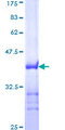 TNPO1 / Transportin 1 Protein - 12.5% SDS-PAGE Stained with Coomassie Blue.