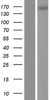 TNR / Tenascin R Protein - Western validation with an anti-DDK antibody * L: Control HEK293 lysate R: Over-expression lysate