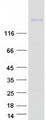 TNR / Tenascin R Protein - Purified recombinant protein TNR was analyzed by SDS-PAGE gel and Coomassie Blue Staining