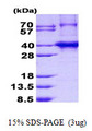 TNRC5 / CNPY3 Protein