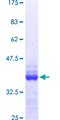 TNRC6B Protein - 12.5% SDS-PAGE Stained with Coomassie Blue.