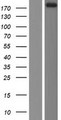 TNS1 / Tensin-1 Protein - Western validation with an anti-DDK antibody * L: Control HEK293 lysate R: Over-expression lysate