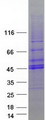 TOB2 Protein - Purified recombinant protein TOB2 was analyzed by SDS-PAGE gel and Coomassie Blue Staining