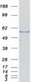 TOE1 Protein - Purified recombinant protein TOE1 was analyzed by SDS-PAGE gel and Coomassie Blue Staining