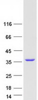 TOLLIP Protein - Purified recombinant protein TOLLIP was analyzed by SDS-PAGE gel and Coomassie Blue Staining