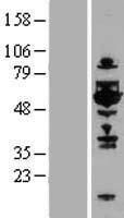 TOM1L1 Protein - Western validation with an anti-DDK antibody * L: Control HEK293 lysate R: Over-expression lysate