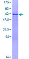 TOM1L1 Protein - 12.5% SDS-PAGE of human TOM1L1 stained with Coomassie Blue