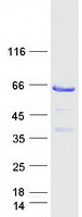 TOM1L1 Protein - Purified recombinant protein TOM1L1 was analyzed by SDS-PAGE gel and Coomassie Blue Staining