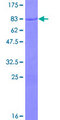 TOM1L2 Protein - 12.5% SDS-PAGE of human TOM1L2 stained with Coomassie Blue