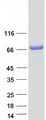 TOM1L2 Protein - Purified recombinant protein TOM1L2 was analyzed by SDS-PAGE gel and Coomassie Blue Staining