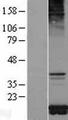 TOMM20 Protein - Western validation with an anti-DDK antibody * L: Control HEK293 lysate R: Over-expression lysate