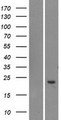 TOMM20L Protein - Western validation with an anti-DDK antibody * L: Control HEK293 lysate R: Over-expression lysate
