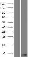 TOMM6 Protein - Western validation with an anti-DDK antibody * L: Control HEK293 lysate R: Over-expression lysate